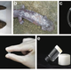 Images showing the production process, from collecting the mucus from giant salamanders (A,B), through to creating a freeze-dried powder (C), and creating and storing the sticky biogel (D, E).